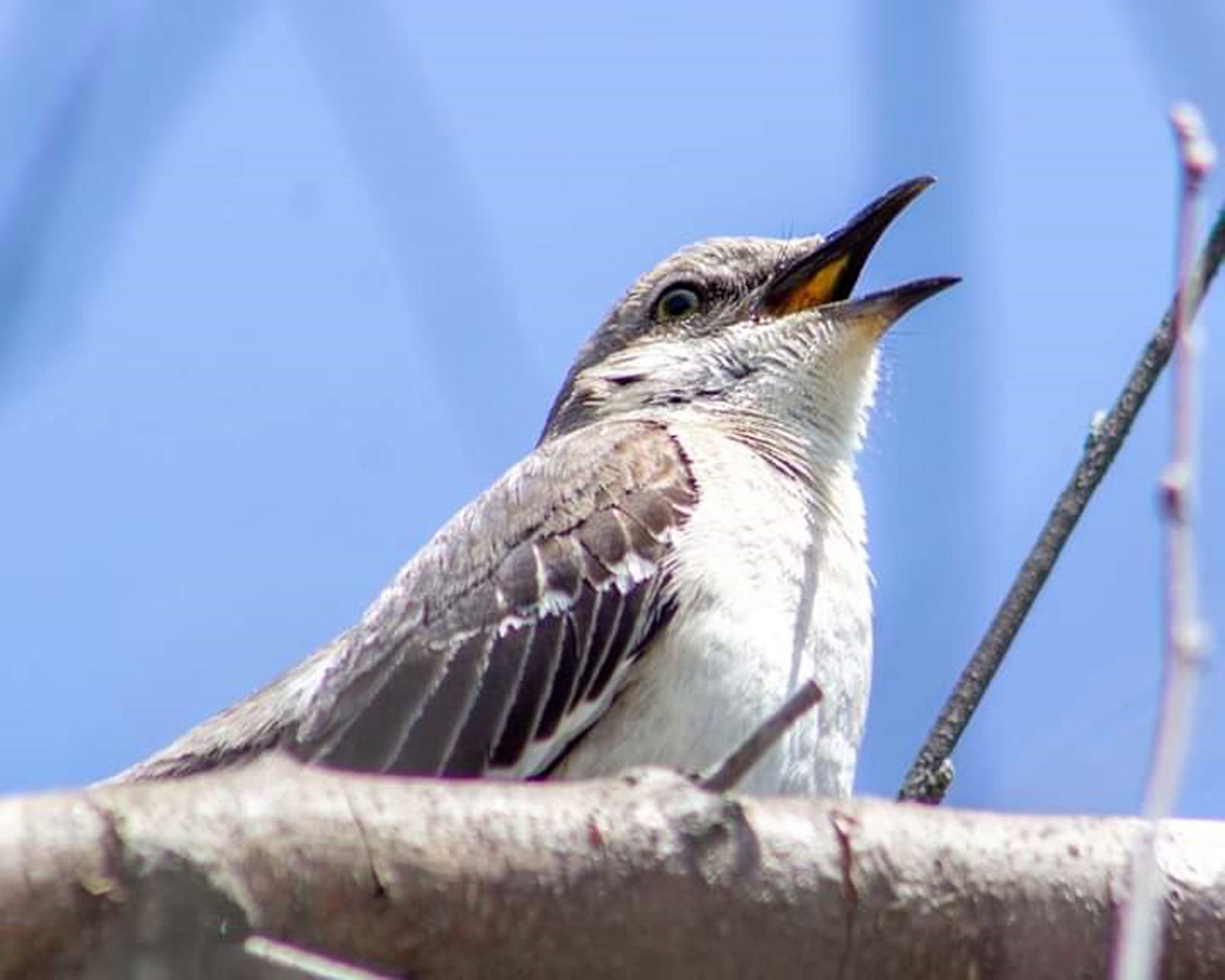 Eastern mockingbird
